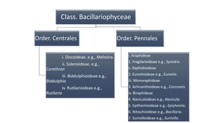 Class. Bacillariophyceae
Order. Centrales
i. Discoideae. e.g., Melosira.
ii. Solenoideae. e.g.,
Corethron
iii. Biddulphioideae e.g.,
Biddulphia
iv. Rutilarioideae e.g.,
Rutilaria
Order. Pennales
i. Araphideae
1. Fragilarioideae e.g., Synedra.
ii. Raphidioideae
2. Eunotioideae e.g., Eunotia.
iii. Monoraphideae
3. Achnanthoideae e.g., Cocconeis
iv. Biraphideae
4. Naviculoideae e.g., Navicula.
5. Epithemioideae e.g., Epiyhemia.
6. Nitzschioideae e.g., Bacillaria.
7. Surirelloideae e.g., Surirella.
 