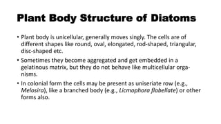 Plant Body Structure of Diatoms
• Plant body is unicellular, generally moves singly. The cells are of
different shapes like round, oval, elongated, rod-shaped, triangular,
disc-shaped etc.
• Sometimes they become aggregated and get embedded in a
gelatinous matrix, but they do not behave like multicellular orga-
nisms.
• In colonial form the cells may be present as uniseriate row (e.g.,
Melosira), like a branched body (e.g., Licmophora flabellate) or other
forms also.
 