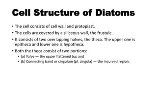 Cell Structure of Diatoms
• The cell consists of cell wall and protoplast.
• The cells are covered by a siliceous wall, the frustule.
• It consists of two overlapping halves, the theca. The upper one is
epitheca and lower one is hypotheca.
• Both the theca consist of two portions:
• (a) Valve — the upper flattened top and
• (b) Connecting band or cingulum (pl. cingula) — the incurved region.
 