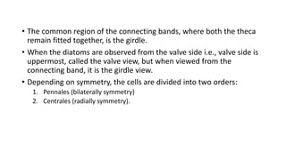 • The common region of the connecting bands, where both the theca
remain fitted together, is the girdle.
• When the diatoms are observed from the valve side i.e., valve side is
uppermost, called the valve view, but when viewed from the
connecting band, it is the girdle view.
• Depending on symmetry, the cells are divided into two orders:
1. Pennales (bilaterally symmetry)
2. Centrales (radially symmetry).
 