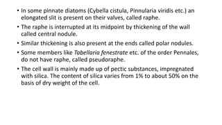 • In some pinnate diatoms (Cybella cistula, Pinnularia viridis etc.) an
elongated slit is present on their valves, called raphe.
• The raphe is interrupted at its midpoint by thickening of the wall
called central nodule.
• Similar thickening is also present at the ends called polar nodules.
• Some members like Tabellaria fenestrate etc. of the order Pennales,
do not have raphe, called pseudoraphe.
• The cell wall is mainly made up of pectic substances, impregnated
with silica. The content of silica varies from 1% to about 50% on the
basis of dry weight of the cell.
 