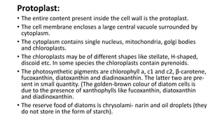 Protoplast:
• The entire content present inside the cell wall is the protoplast.
• The cell membrane encloses a large central vacuole surrounded by
cytoplasm.
• The cytoplasm contains single nucleus, mitochondria, golgi bodies
and chloroplasts.
• The chloroplasts may be of different shapes like stellate, H-shaped,
discoid etc. In some species the chloroplasts contain pyrenoids.
• The photosynthetic pigments are chlorophyll a, c1 and c2, β-carotene,
fucoxanthin, diatoxanthin and diadinoxanthin. The latter two are pre-
sent in small quantity. (The golden-brown colour of diatom cells is
due to the presence of xanthophylls like fucoxanthin, diatoxanthin
and diadinoxanthin.
• The reserve food of diatoms is chrysolami- narin and oil droplets (they
do not store in the form of starch).
 