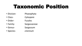 Taxonomic Position
• Division- Phaeophyta
• Class- Cylospore
• Order- Fucales
• Family- Sargassaceae
• Genus- Sargassum
• Species- cinereum
 