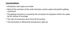 Locomotion:
• All diatoms with raphe are motile.
• Most of the members of the order Pennales contain raphe and perform gliding
movement.
• The gliding movement is caused by the circulation of cytoplasm within the raphe
by the release of mucilage.
• The rate of movement varies from 02-25 µm/sec.
• The locomotion is affected by temperature, light etc.
 