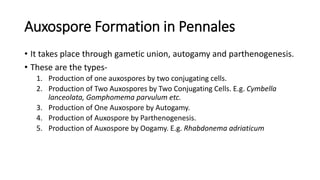 Auxospore Formation in Pennales
• It takes place through gametic union, autogamy and parthenogenesis.
• These are the types-
1. Production of one auxospores by two conjugating cells.
2. Production of Two Auxospores by Two Conjugating Cells. E.g. Cymbella
lanceolata, Gomphomema parvulum etc.
3. Production of One Auxospore by Autogamy.
4. Production of Auxospore by Parthenogenesis.
5. Production of Auxospore by Oogamy. E.g. Rhabdonema adriaticum
 