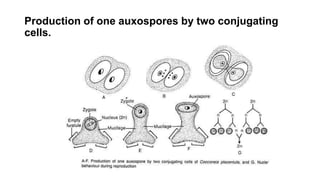 Production of one auxospores by two conjugating
cells.
 