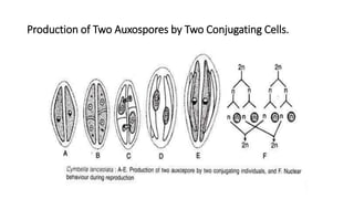 Production of Two Auxospores by Two Conjugating Cells.
 