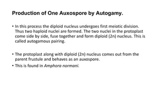 Production of One Auxospore by Autogamy.
• In this process the diploid nucleus undergoes first meiotic division.
Thus two haploid nuclei are formed. The two nuclei in the protoplast
come side by side, fuse together and form diploid (2n) nucleus. This is
called autogamous pairing.
• The protoplast along with diploid (2n) nucleus comes out from the
parent frustule and behaves as an auxospore.
• This is found in Amphora normani.
 