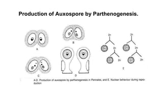 Production of Auxospore by Parthenogenesis.
 