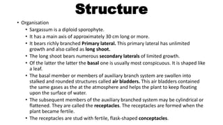 Structure
• Organisation
• Sargassum is a diploid sporophyte.
• It has a main axis of approximately 30 cm long or more.
• It bears richly branched Primary lateral. This primary lateral has unlimited
growth and also called as long shoot.
• The long shoot bears numerous secondary laterals of limited growth.
• Of the latter the latter the basal one is usually most conspicuous. It is shaped like
a leaf.
• The basal member or members of auxiliary branch system are swollen into
stalked and rounded structures called air bladders. This air bladders contained
the same gases as the at the atmosphere and helps the plant to keep floating
upon the surface of water.
• The subsequent members of the auxiliary branched system may be cylindrical or
flattened. They are called the receptacles. The receptacles are formed when the
plant became fertile.
• The receptacles are stud with fertile, flask-shaped conceptacles.
 