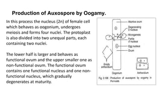 Production of Auxospore by Oogamy.
In this process the nucleus (2n) of female cell
which behaves as oogonium, undergoes
meiosis and forms four nuclei. The protoplast
is also divided into two unequal parts, each
containing two nuclei.
The lower half is larger and behaves as
functional ovum and the upper smaller one as
non-functional ovum. The functional ovum
contains one functional nucleus and one non-
functional nucleus, which gradually
degenerates at maturity.
 