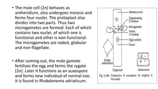• The male cell (2n) behaves as
antheridium, also undergoes meiosis and
forms four nuclei. The protoplast also
divides into two parts. Thus two
microgametes are formed. Each of which
contains two nuclei, of which one is
functional and other is non-functional.
The microgametes are naked, globular
and non-flagellate.
• After coming out, the male gamete
fertilizes the egg and forms the zygote
(2n). Later it functions as an auxospore
and forms new individual of normal size.
It is found in Rhabdonema adriaticum.
 