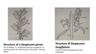 Structure of a Sargassum peron.
ab- air bladder; rc- receptacles bearing conceptacles; ax-
auxiliary branch; lb- lateral branch; md-midrib; l- bearing
lateral
Structure of Sargassum
longifolium
A part of thallus showing laterals and
receptacles
 