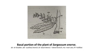 Basal portion of the plant of Sargassum enerve.
ab- air bludder; abr- auxillary branch; bl- basal lateral; l- lateral branch; ma- main axis; hf- holdfast
 