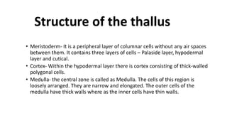 Structure of the thallus
• Meristoderm- It is a peripheral layer of columnar cells without any air spaces
between them. It contains three layers of cells – Palaside layer, hypodermal
layer and cutical.
• Cortex- Within the hypodermal layer there is cortex consisting of thick-walled
polygonal cells.
• Medulla- the central zone is called as Medulla. The cells of this region is
loosely arranged. They are narrow and elongated. The outer cells of the
medulla have thick walls where as the inner cells have thin walls.
 