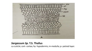 Sargassum Sp. T.S. Thallus
cu-cuticle; cort- cortex; hy- hypodermis; m-medulla; p- palsied layer.
 