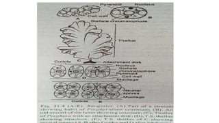 Algae (Sargassam , Porphyra , and Diatoms)