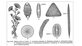 Algae (Sargassam , Porphyra , and Diatoms)