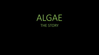 ALGAE
THE STORY
 