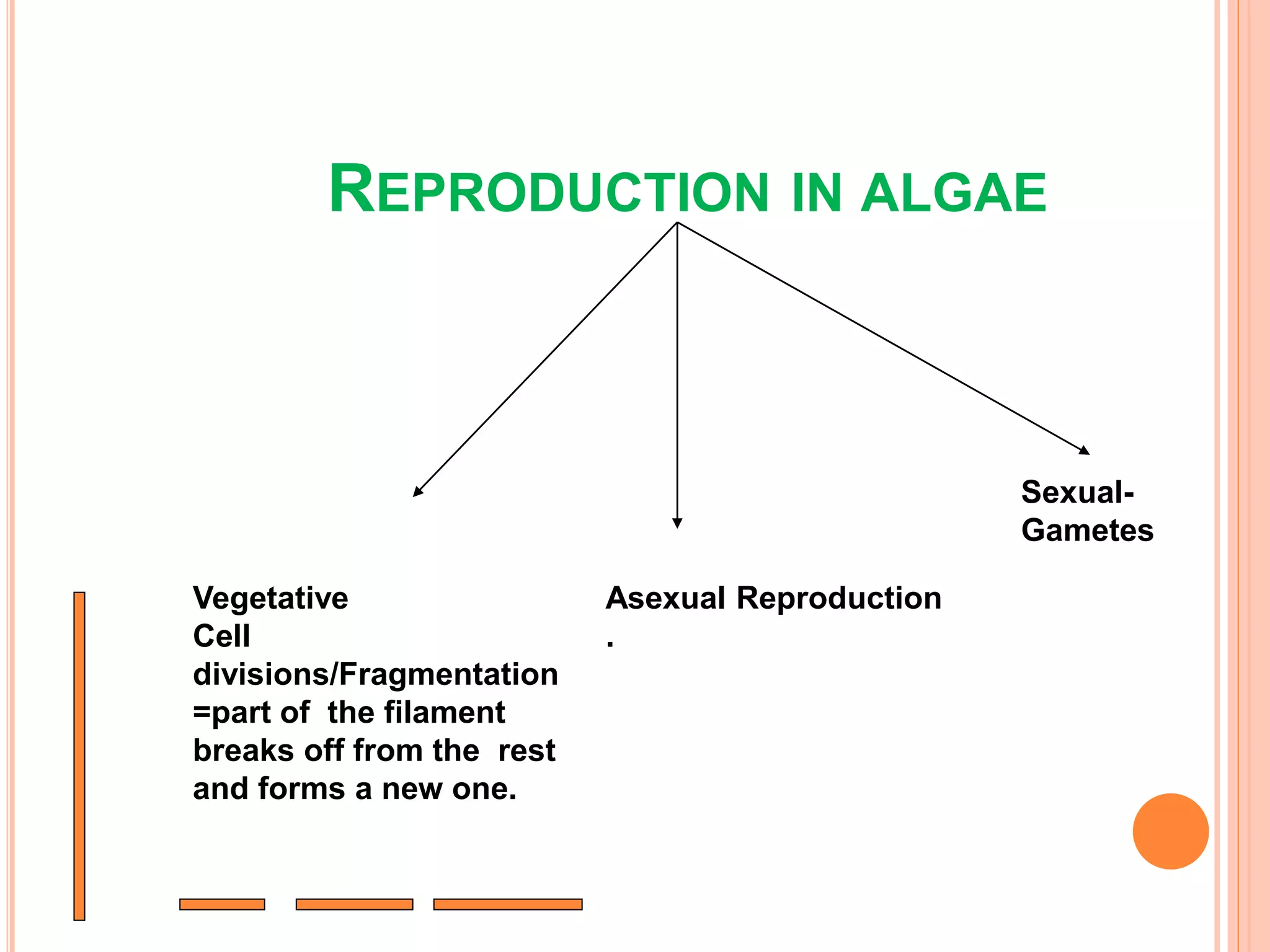 REPRODUCTION IN ALGAE
Vegetative
Cell
divisions/Fragmentation
=part of the filament
breaks off from the rest
and forms a new one.
Asexual Reproduction
.
Sexual-
Gametes
 