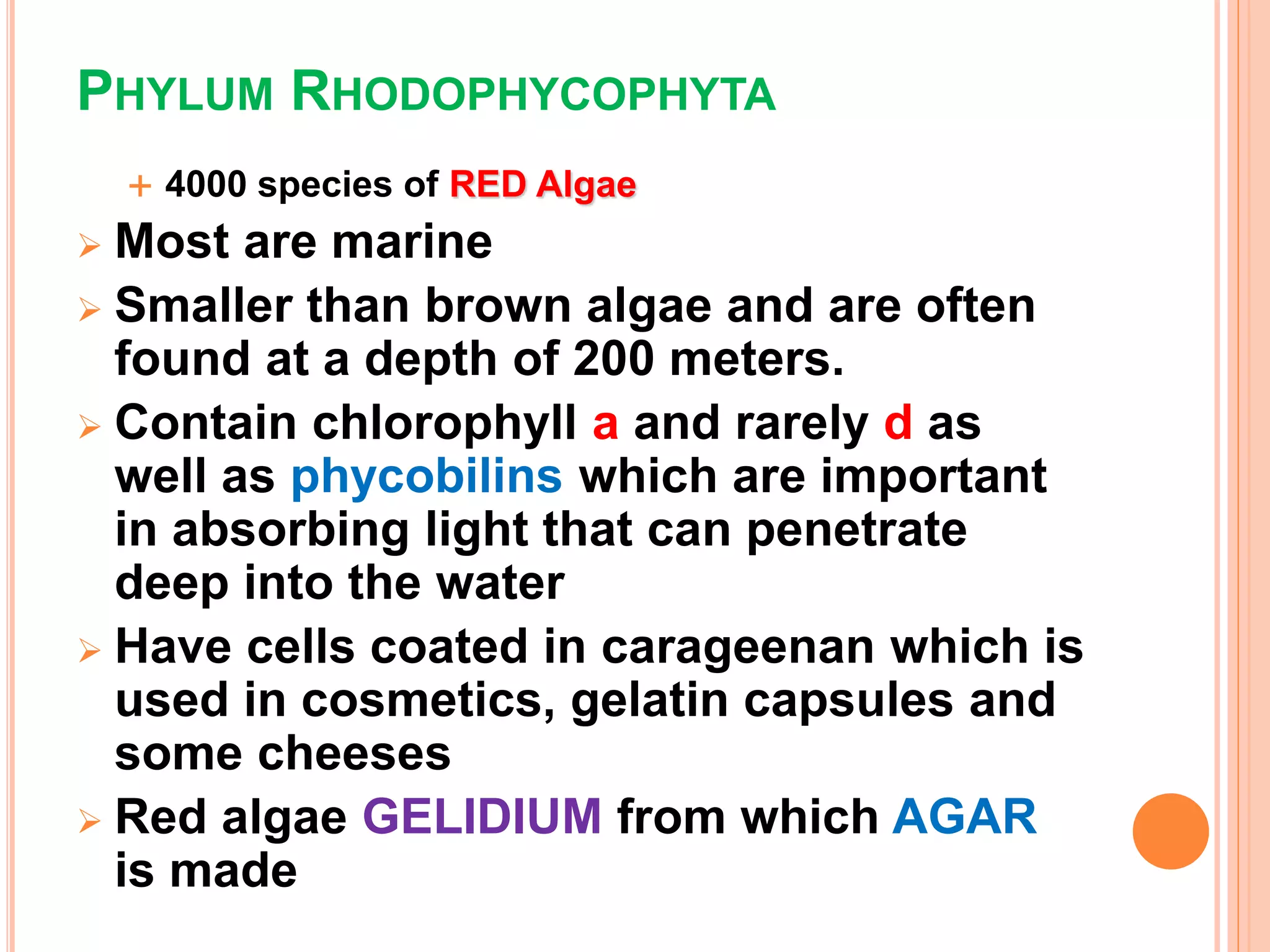 PHYLUM RHODOPHYCOPHYTA
 4000 species of RED Algae
 Most are marine
 Smaller than brown algae and are often
found at a depth of 200 meters.
 Contain chlorophyll a and rarely d as
well as phycobilins which are important
in absorbing light that can penetrate
deep into the water
 Have cells coated in carageenan which is
used in cosmetics, gelatin capsules and
some cheeses
 Red algae GELIDIUM from which AGAR
is made
 