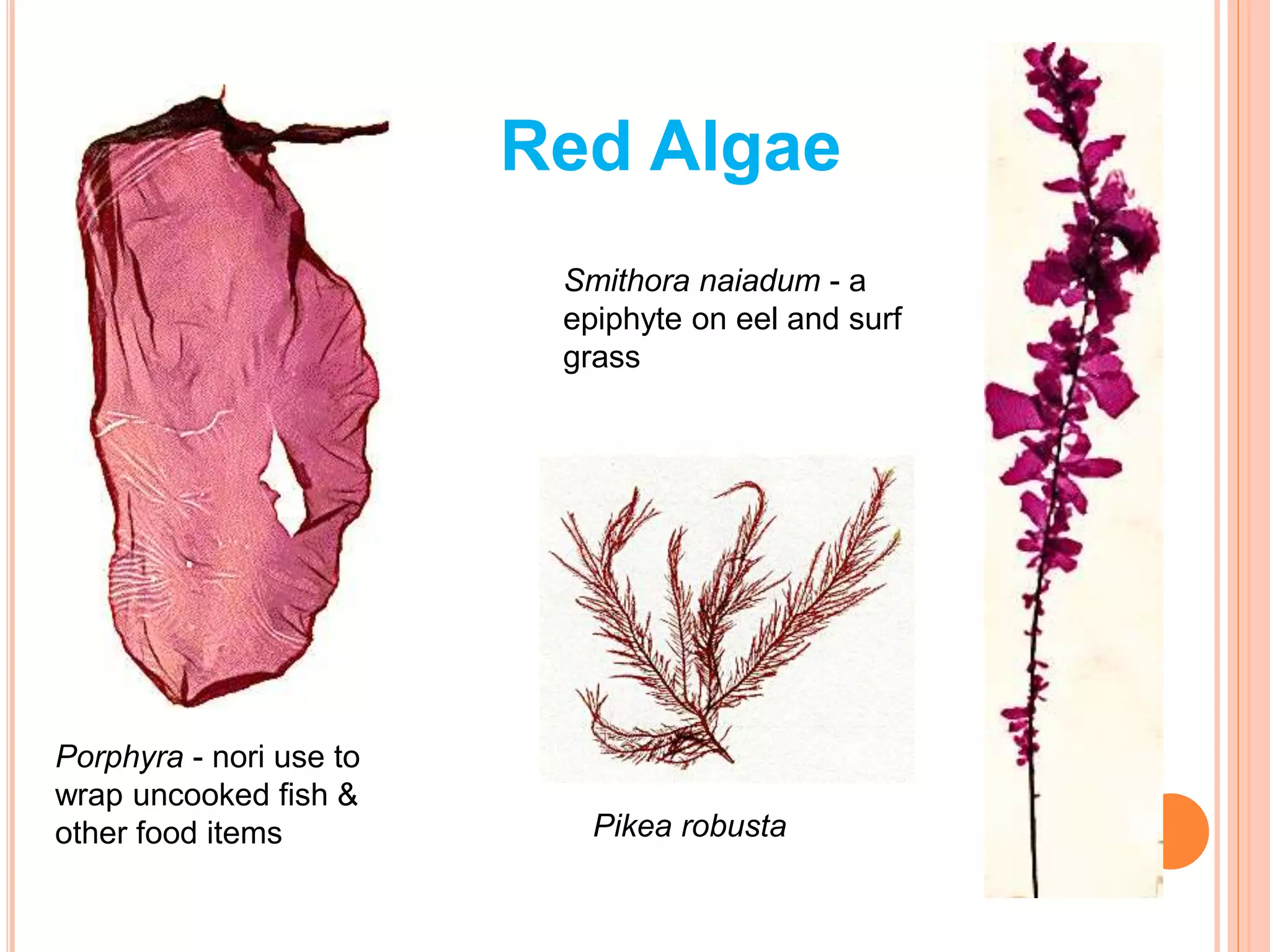 RED ALGAE
Porphyra - nori use to
wrap uncooked fish &
other food items
Smithora naiadum - a
epiphyte on eel and surf
grass
Pikea robusta
Red Algae
 