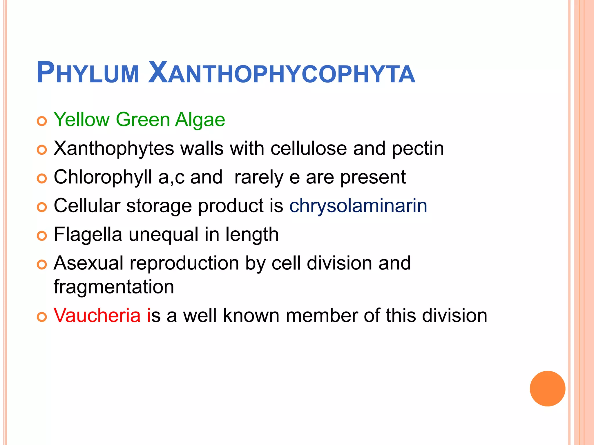PHYLUM XANTHOPHYCOPHYTA
 Yellow Green Algae
 Xanthophytes walls with cellulose and pectin
 Chlorophyll a,c and rarely e are present
 Cellular storage product is chrysolaminarin
 Flagella unequal in length
 Asexual reproduction by cell division and
fragmentation
 Vaucheria is a well known member of this division
 