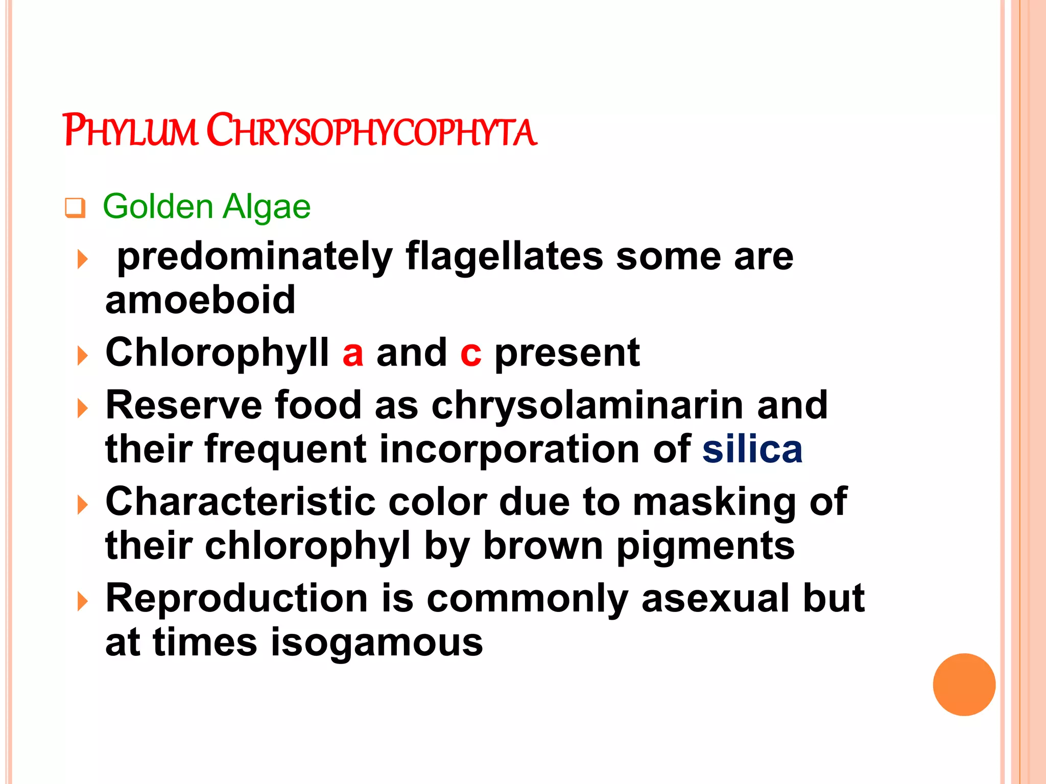 PHYLUM CHRYSOPHYCOPHYTA
 Golden Algae
 predominately flagellates some are
amoeboid
 Chlorophyll a and c present
 Reserve food as chrysolaminarin and
their frequent incorporation of silica
 Characteristic color due to masking of
their chlorophyl by brown pigments
 Reproduction is commonly asexual but
at times isogamous
 