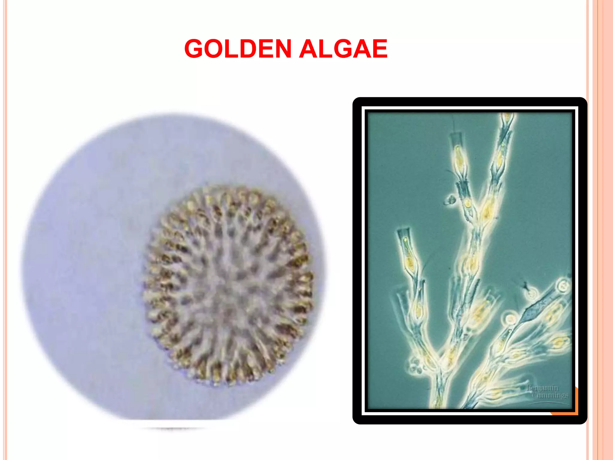 GOLDEN ALGAE
 