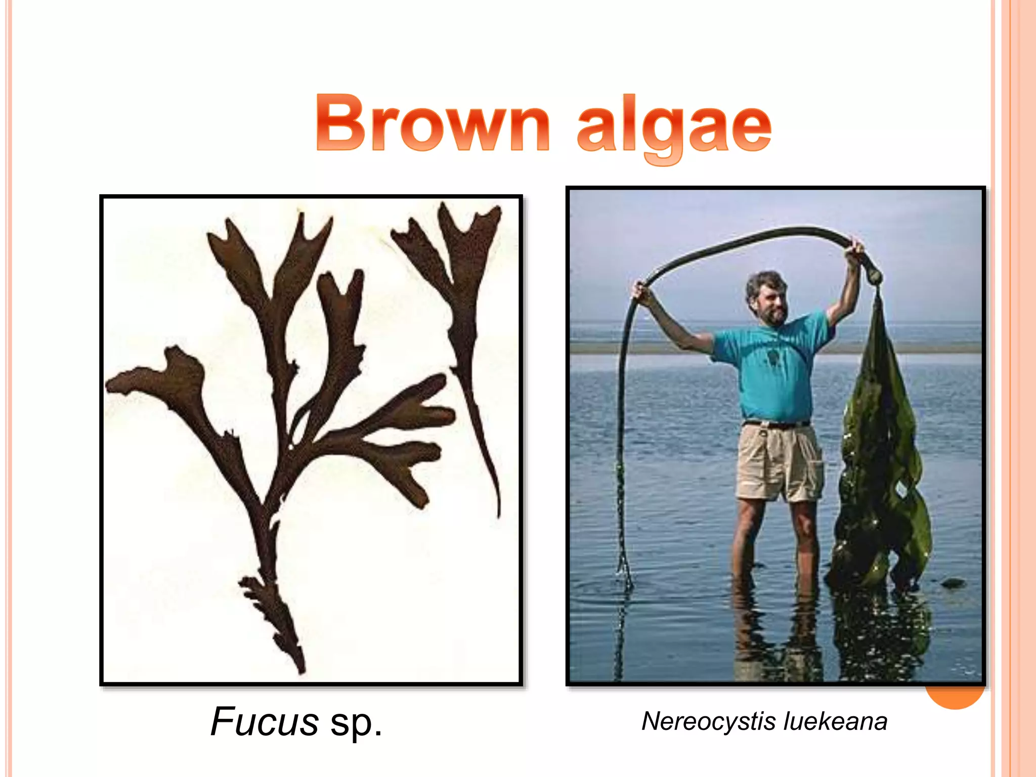 Fucus sp. Nereocystis luekeana
 