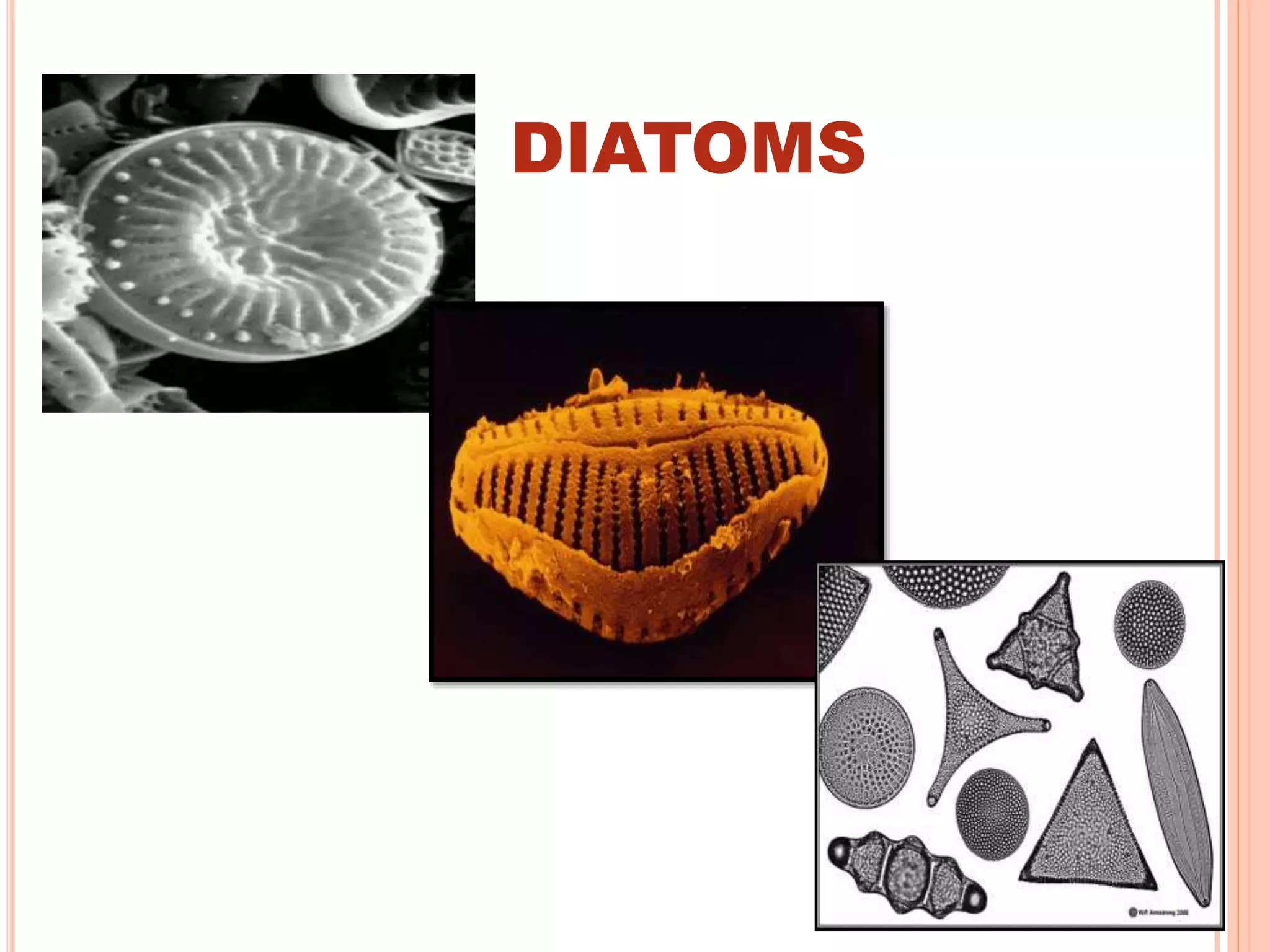 DIATOMS
 