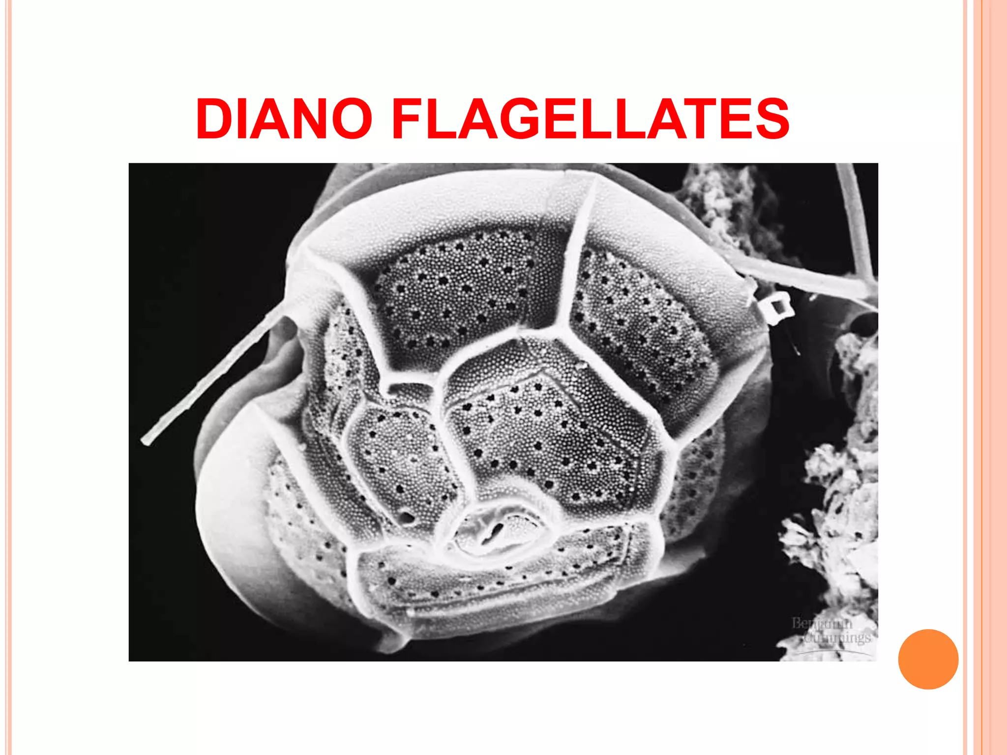 DIANO FLAGELLATES
 
