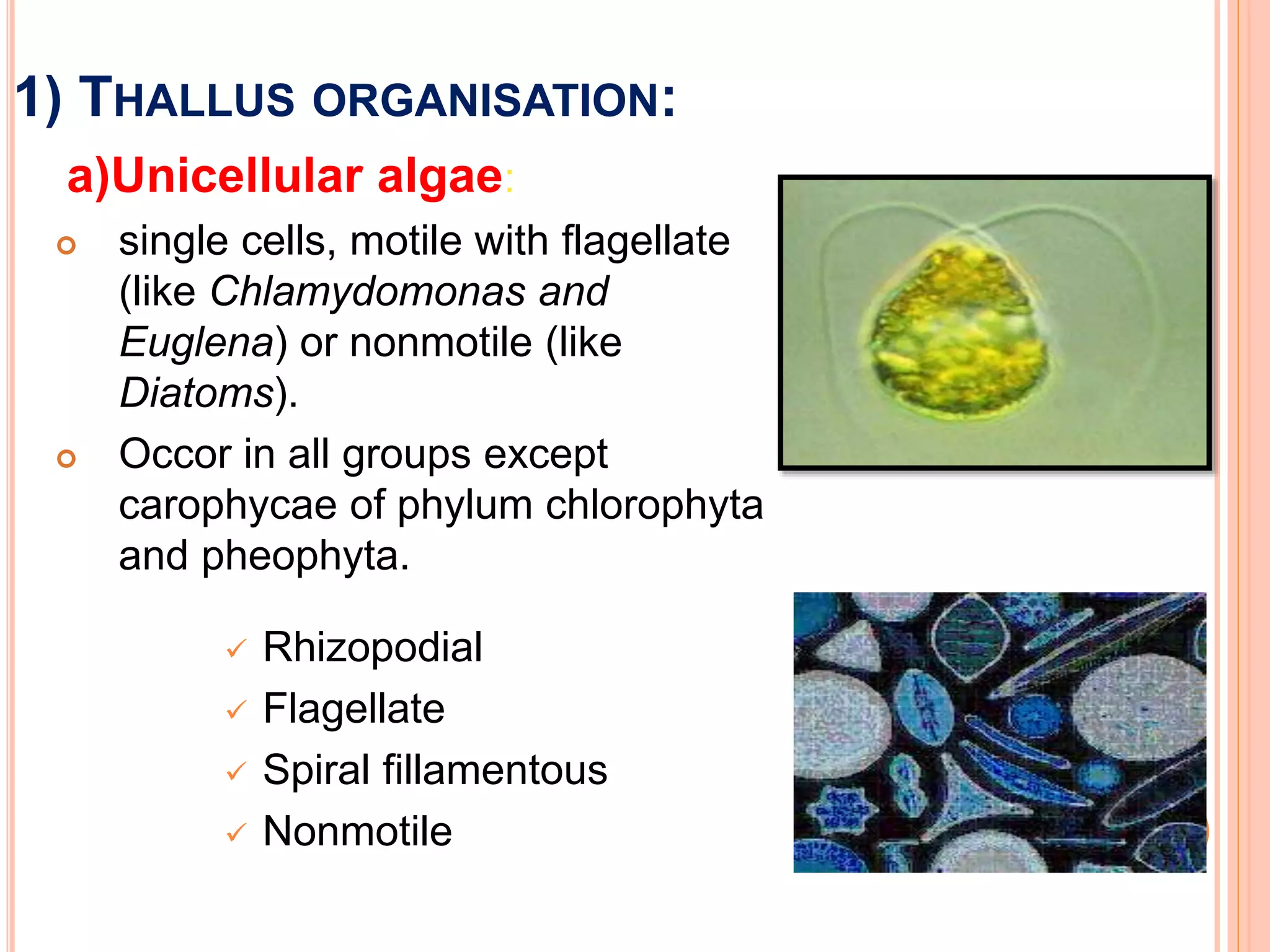 1) THALLUS ORGANISATION:
a)Unicellular algae:
 single cells, motile with flagellate
(like Chlamydomonas and
Euglena) or nonmotile (like
Diatoms).
 Occor in all groups except
carophycae of phylum chlorophyta
and pheophyta.
 Rhizopodial
 Flagellate
 Spiral fillamentous
 Nonmotile
 