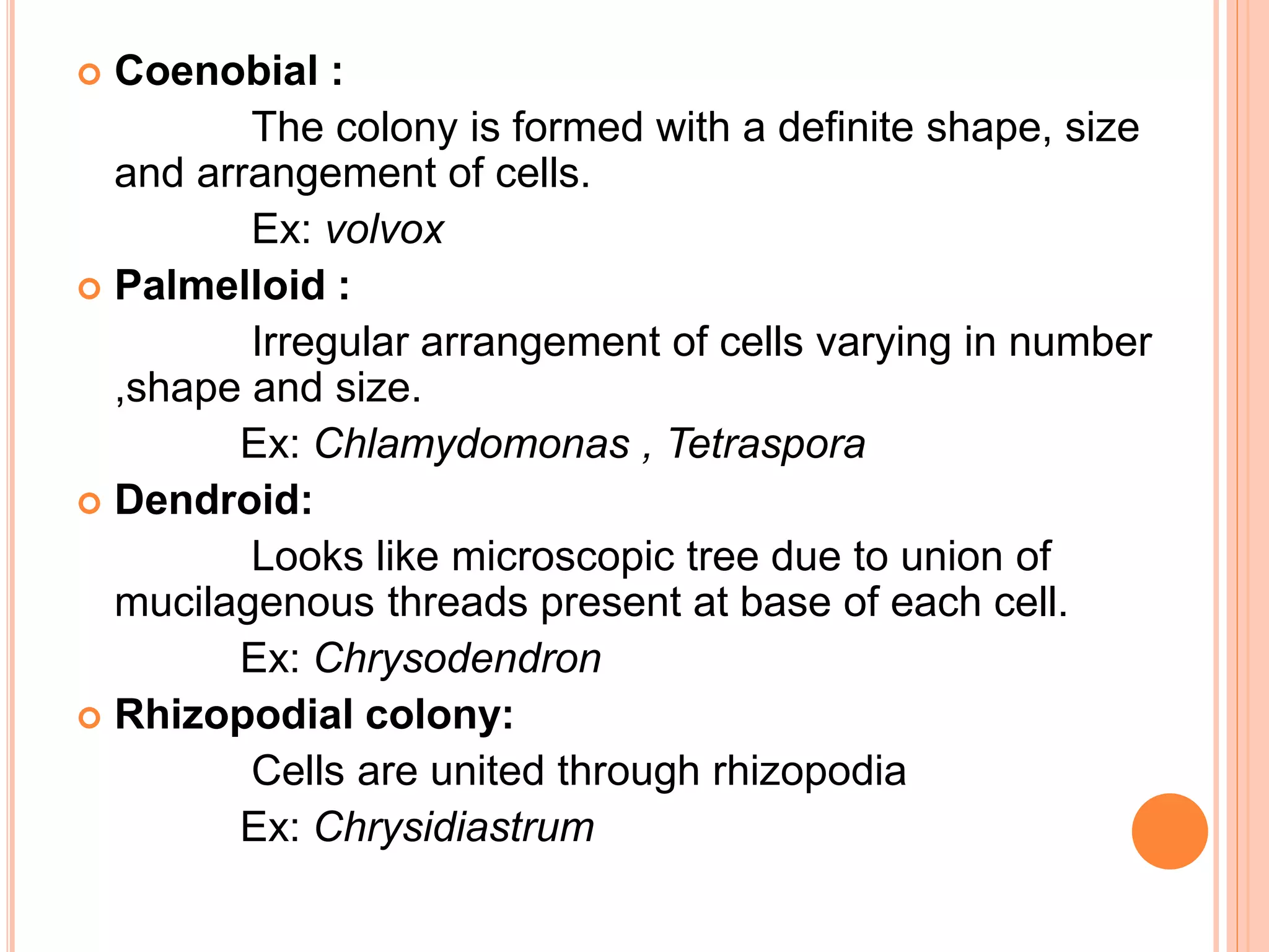  Coenobial :
The colony is formed with a definite shape, size
and arrangement of cells.
Ex: volvox
 Palmelloid :
Irregular arrangement of cells varying in number
,shape and size.
Ex: Chlamydomonas , Tetraspora
 Dendroid:
Looks like microscopic tree due to union of
mucilagenous threads present at base of each cell.
Ex: Chrysodendron
 Rhizopodial colony:
Cells are united through rhizopodia
Ex: Chrysidiastrum
 