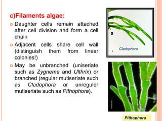 c)Filaments algae:
 Daughter cells remain attached
after cell division and form a cell
chain
 Adjacent cells share cell wall
(distinguish them from linear
colonies!)
 May be unbranched (uniseriate
such as Zygnema and Ulthrix) or
branched (regular mutiseriate such
as Cladophora or unreguler
mutiseriate such as Pithophora).
10
Pithophora
Cladophora
 