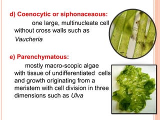 d) Coenocytic or siphonaceaous:
one large, multinucleate cell
without cross walls such as
Vaucheria
e) Parenchymatous:
mostly macro-scopic algae
with tissue of undifferentiated cells
and growth originating from a
meristem with cell division in three
dimensions such as Ulva
 