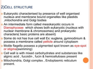 2)CELL STRUCTURE
 Eukaryotic characterised by presence of well organised
nucleus and membrane bound organelles like plastids
,mitochondria and Golgi bodies
 An intermediate form called mesokaryotic occurs in
Dianophyceae which shows both eukaryotic (nucleus with
nuclear membrane & chromosomes) and prokaryotic
characters( basic proteins are absent)
 Some do not has true cell wall Ex: euglena, gymnodinium &
possess a membrane called pellicle around cytoplasm
 Motile flagella possess a pigmented spot known as eye-spot
or stigma(swimming)
 Cell wall is with mixed carbohydrates and substances like
alginic acid , fucoidin , fucin & hemicelluloses present
 Mitochondria, Golgi complex , Endoplasmic reticulum
present.
 