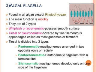 3)ALGAL FLAGELLA
 Found in all algae except Rhotophyceae
 The main function is motility
 They are of 2 types
 Whiplash or acronematic-possess smooth surface
 Tinsel or pleuronematic-covered by fine filamentous
appendages called as mastigonemes or flimmers
 Tinsel is divided into 3 types
 Pantonematic-mastigonemes arranged in two
opposite rows or radially
 Pantocronematic-Pantonematic flagellum with a
terminal fibril
 Stichonematic-mastigonemes develop only on one
side of the flagellum
 