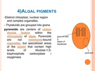 4)ALGAL PIGMENTS
-Distinct chlorplast, nuclear region
and complex organelles.
- Thylakoids are grouped into grana
pyrenoids are centers of carbon
dioxide fixation within the
chloroplasts of algae. Pyrenoids
are not membrane-bound
organelles, but specialized areas
of the plastid that contain high
levels of ribulose-1,5-
bisphosphate carboxylase /
oxygenase
granum with
a
Stack of
thylakoids
pyrenoid
 