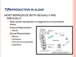 7)REPRODUCTION IN ALGAE
MOST REPRODUCE BOTH SEXUALLY AND
ASEXUALLY
 Most sexual reproduction is triggered by environmental
stress
 Asexual Reproduction
 Mitosis
 Sexual Reproduction
 Meiosis
 Zoospores
 Plus and minus gametes
 Zygospore
 