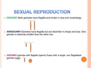  ISOGAMY-Both gametes have flagella and similar in size and morphology.
 ANISOGAMY-Gametes have flagella but are dissimilar in shape and size. One
gamete is distinctly smaller than the other one.
 OOGAMY-gamete with flagella (sperm) fuses with a larger, non flagellated
gamete (egg).
 