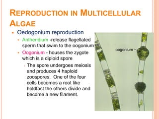 REPRODUCTION IN MULTICELLULAR
ALGAE
 Oedogonium reproduction
 Antheridium -release flagellated
sperm that swim to the oogonium
 Oogonium - houses the zygote
which is a diploid spore
▪ The spore undergoes meiosis
and produces 4 haploid
zoospores. One of the four
cells becomes a root like
holdfast the others divide and
become a new filament.
oogonium
 