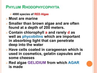 PHYLUM RHODOPHYCOPHYTA
 4000 species of RED Algae
 Most are marine
 Smaller than brown algae and are often
found at a depth of 200 meters.
 Contain chlorophyll a and rarely d as
well as phycobilins which are important
in absorbing light that can penetrate
deep into the water
 Have cells coated in carageenan which is
used in cosmetics, gelatin capsules and
some cheeses
 Red algae GELIDIUM from which AGAR
is made
 