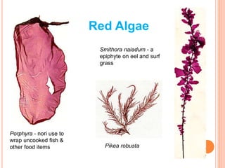 RED ALGAE
Porphyra - nori use to
wrap uncooked fish &
other food items
Smithora naiadum - a
epiphyte on eel and surf
grass
Pikea robusta
Red Algae
 