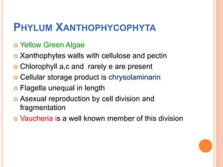 PHYLUM XANTHOPHYCOPHYTA
 Yellow Green Algae
 Xanthophytes walls with cellulose and pectin
 Chlorophyll a,c and rarely e are present
 Cellular storage product is chrysolaminarin
 Flagella unequal in length
 Asexual reproduction by cell division and
fragmentation
 Vaucheria is a well known member of this division
 