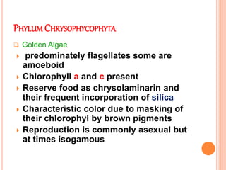 PHYLUM CHRYSOPHYCOPHYTA
 Golden Algae
 predominately flagellates some are
amoeboid
 Chlorophyll a and c present
 Reserve food as chrysolaminarin and
their frequent incorporation of silica
 Characteristic color due to masking of
their chlorophyl by brown pigments
 Reproduction is commonly asexual but
at times isogamous
 