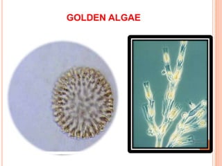 GOLDEN ALGAE
 