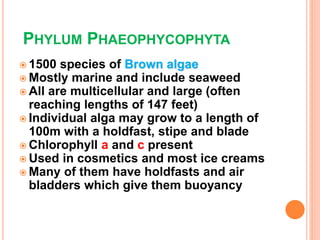 PHYLUM PHAEOPHYCOPHYTA
 1500 species of Brown algae
 Mostly marine and include seaweed
 All are multicellular and large (often
reaching lengths of 147 feet)
 Individual alga may grow to a length of
100m with a holdfast, stipe and blade
 Chlorophyll a and c present
 Used in cosmetics and most ice creams
 Many of them have holdfasts and air
bladders which give them buoyancy
 