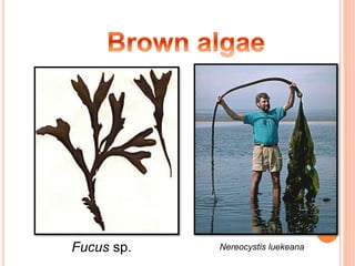 Fucus sp. Nereocystis luekeana
 