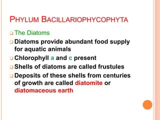 PHYLUM BACILLARIOPHYCOPHYTA
 The Diatoms
 Diatoms provide abundant food supply
for aquatic animals
 Chlorophyll a and c present
 Shells of diatoms are called frustules
 Deposits of these shells from centuries
of growth are called diatomite or
diatomaceous earth
 